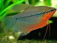 Sangat Menawan, 5 Jenis Ikan Sepat Cantik, Cocok Untuk Aquarium Kamu Agar Lebih Berwarna
