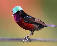 5 Jenis Burung Kolibri yang Populer Dipelihara, Ada yang Memiliki Warna Cantik Juga