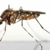 5 Cara Mengusir Nyamuk Paling Ampuh Di Rumah, Salah Satunya Ada Yang Menggunakan Ampas Kopi