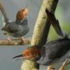 Rekomendasi 5 Jenis Burung Kicau Kecil, Ada yang Populer Sebagai Burung Kicau