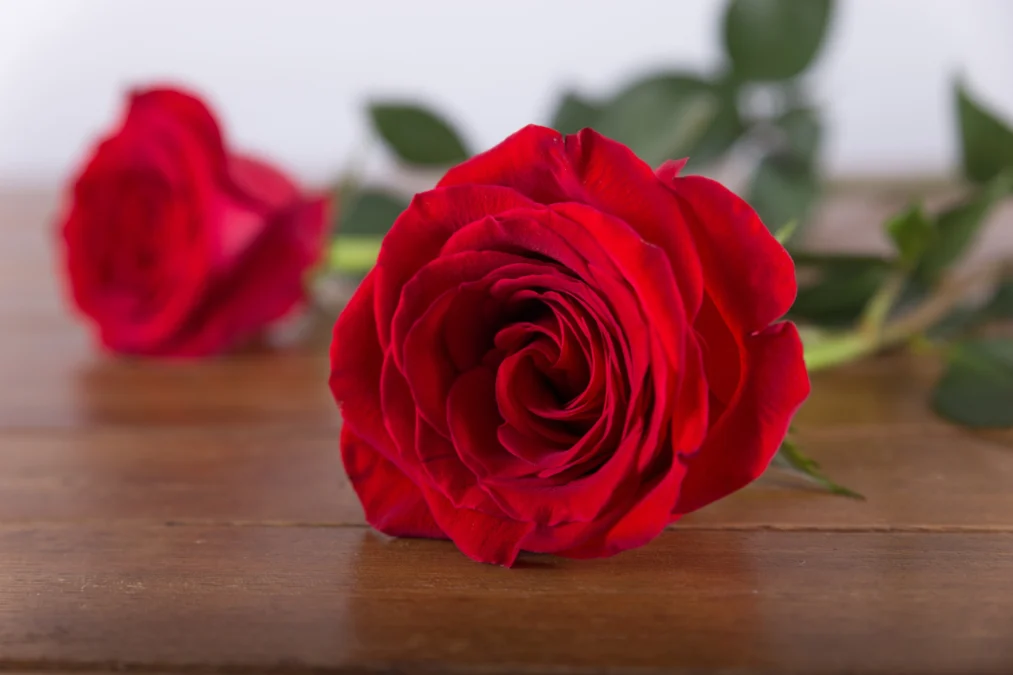 manfaat bunga mawar dalam perawatan kulit