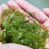 Kaya Akan Nutrisi! 5 Jenis Rumput Laut di Indonesia Yang Dapat Di Konsumsi Oleh Manusia