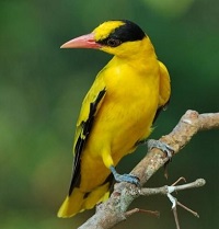 6 Fakta Menarik Burung Golden Oriole atau Kepodang Emas, Si Pengicau Merdu dan Berbadan Warna Kuning