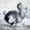 5 Fakta Menarik Burung Dodo. Burung Asal Pulau Mauritius yang Tidak Bisa Terbang