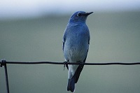 5 Fakta Menarik Burung Mountain Blue, Burung yang Sangat Indah