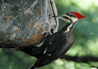 6 Fakta Tentang Burung Pelatuk, Burung yang Suka Mematuk Batang Pohon