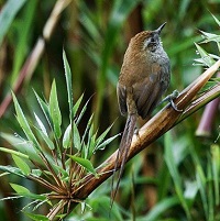 5 Spesies Burung Memukau yang Hidup di Peru, Dan Ada Juga yang Hampir Punah