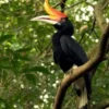 5 Fakta Menarik Burung Rangkong atau Enggang, Si Burung Cantik Namun Terancam Punah