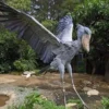 6 Fakta Menarik Burung Shoebill, Terlihat Seperti Burung Purba