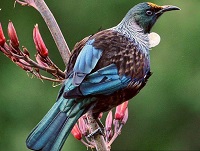  5 Fakta Menarik Burung Tui, Si Cantik yang Bisa Menghasilkan Suara Ultrasonik