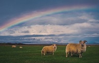 5 Fakta Tentang Domba, Hewan Berbulu Tebal Penghasil Wol