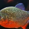5 Fakta Tentang Ikan Piranha, Ikan Pemangsa yang Memiliki Gigi Cukup Kuat
