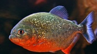 5 Fakta Tentang Ikan Piranha, Ikan Pemangsa yang Memiliki Gigi Cukup Kuat