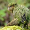 Fakta Menarik Burung Kakapo, Burung Endemik Asal Selandia Baru Tidak Bisa Terbang dan Hampir Punah