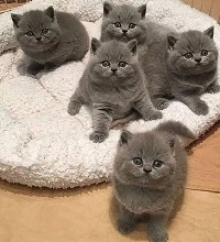 Menggemaskan, 5 Fakta Unik Kucing British Shorthair, Yang Harus Kamu Ketahui