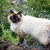 4 Perbedaan Kucing Siam Dan Himalaya, Agar Kamu Tidak Salah Sebut Karena Serupa Tapi Tidak Sama