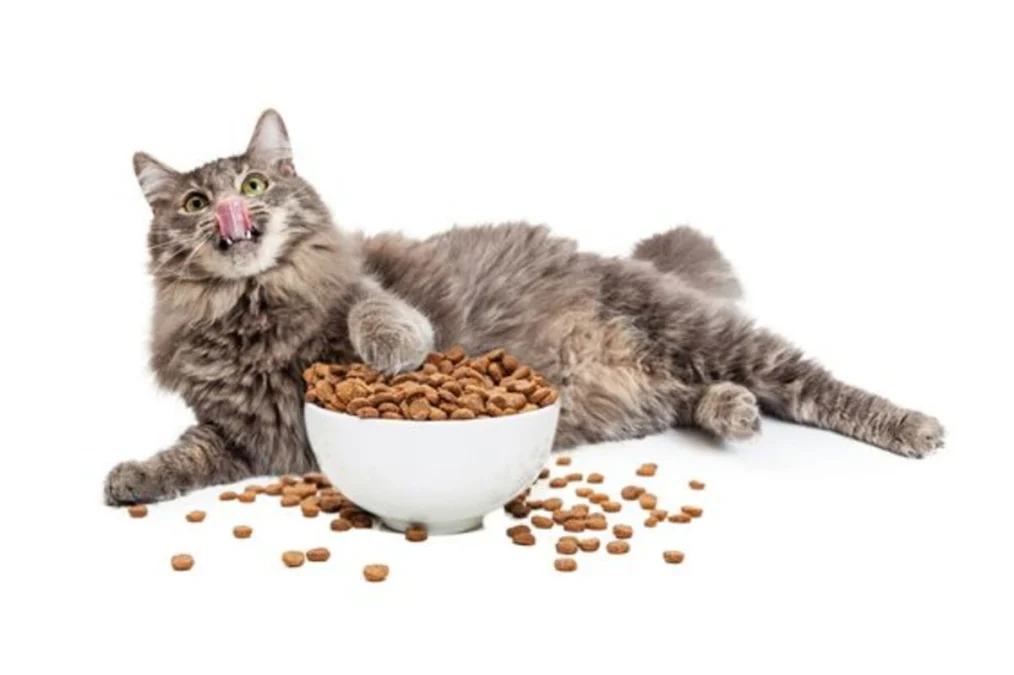 Murah Meriah! Intip Cara Membuat Makanan Kucing Kering yang Mudah dan Sehat