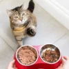 7 Rekomendasi Makanan Kucing Basah Yang Baik Untuk Kucing