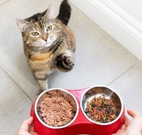7 Rekomendasi Makanan Kucing Basah Yang Baik Untuk Kucing