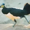 5 Fakta Tentang Burung Maleo, Burung Endemik Indonesia Yang Terancam Punah
