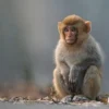 5 Fakta Tentang Monyet, Ternyata Bisa Menularkan Penyakit