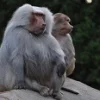 5 Fakta Tentang Monyet Hamadryas, Spesies Monyet Yang Mendiami 2 Benua