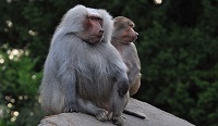 5 Fakta Tentang Monyet Hamadryas, Spesies Monyet Yang Mendiami 2 Benua