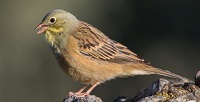 5 Fakta Menarik Burung Ortolan, Burung yang Mempunyai Kicauan Indah dan Hidup di Tiga Benua