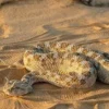 5 Hewan Beracun yang Hidup di Gurun Sahara, Sangat Berbahaya dan Selalu Berhati – hati