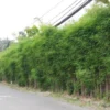 Mengenal Bambu Jepang, Tanaman Hias yang Memiliki Kemampuan Menurunkan Polusi Udara