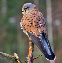 5 Fakta Unik Burung Alap - Alap Layang, Predator Kecil dan Imut
