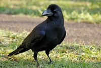 5 Fakta Unik Burung Gagak, Burung Pembawa Sial Namun Cerdas