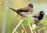 6 Fakta Tentang Burung Pipit, Si Burung Kecil yang Berkicau Dengan Merdu Setiap Pagi Hari