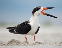 7 Fakta Menarik Burung Skimmer, Burung Laut yang Memiliki Paruh yang Sangat Indah
