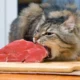 Daftar Makanan Kucing yang Berbahaya dan Harus Kamu Ketahui