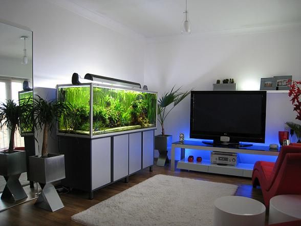 ide menciptakan desain aquarium minimalis