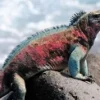 Fakta Unik Iguana galapagos