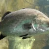 6 Ikan Yang Bisa Hidup di Air Laut dan Air Tawar, Sungguh Melawan Alam