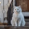5 Fakta Menarik Kucing Anggora, Cocok Sebagai Teman Di Saat Kamu Sendiri di Rumah
