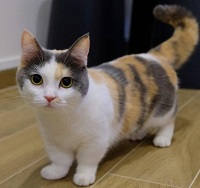 5 Fakta Unik Kucing Muchkin, Si Cebol Menggemaskan Serta Penuh Akan Kontroversi