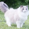 5 Fakta Unik Kucing Persia yang Harus Kamu Ketahui, Bagi Kamu yang Ingin Memelihara Jenis Kucing Persia