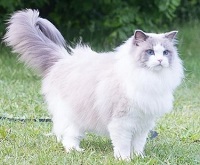 5 Fakta Unik Kucing Persia yang Harus Kamu Ketahui, Bagi Kamu yang Ingin Memelihara Jenis Kucing Persia