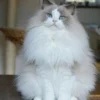 Mirip Boneka, 5 Fakta Menarik Kucing Ragdoll, Kucing yang Sangat Mirip