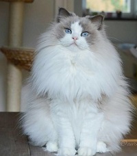 Mirip Boneka, 5 Fakta Menarik Kucing Ragdoll, Kucing yang Sangat Mirip