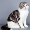 5 Fakta Unik Kucing Scottish Fold, Si Gemoy Yang Memiliki Telinga Khas