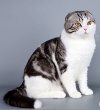 5 Fakta Unik Kucing Scottish Fold, Si Gemoy Yang Memiliki Telinga Khas