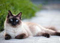 6 Fakta Unik Kucing Siam, Si Manis yang Warna Bulunya Bisa Berubah Sesuai Lingkungan Tempat Tinggalnya