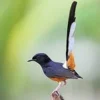 5 Fakta Unik Burung Murai Batu, Si Pengicau yang di Sukai Oleh Semua Orang