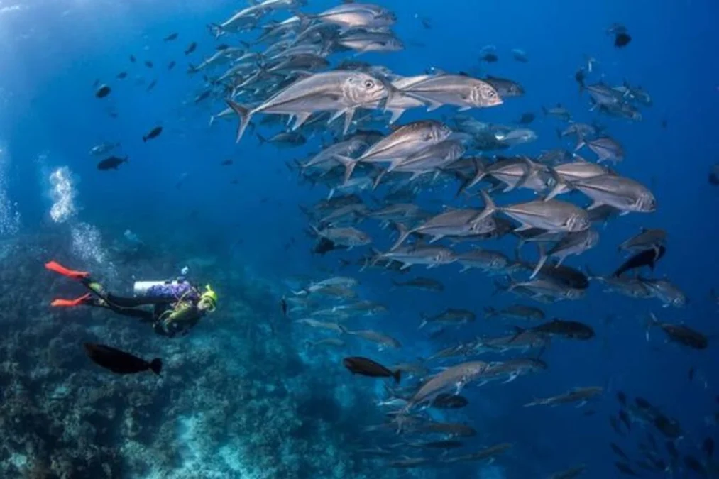 Keindahannya sangat memukau! Inilah 5 Wisata Bawah Laut Terindah di Indonesia yang Cocok untuk Menyelam Bebas