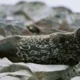 5 Fakta Anjing Laut, Hewan Laut yang Bisa Menyelam Sampai Kedalaman 900 Meter